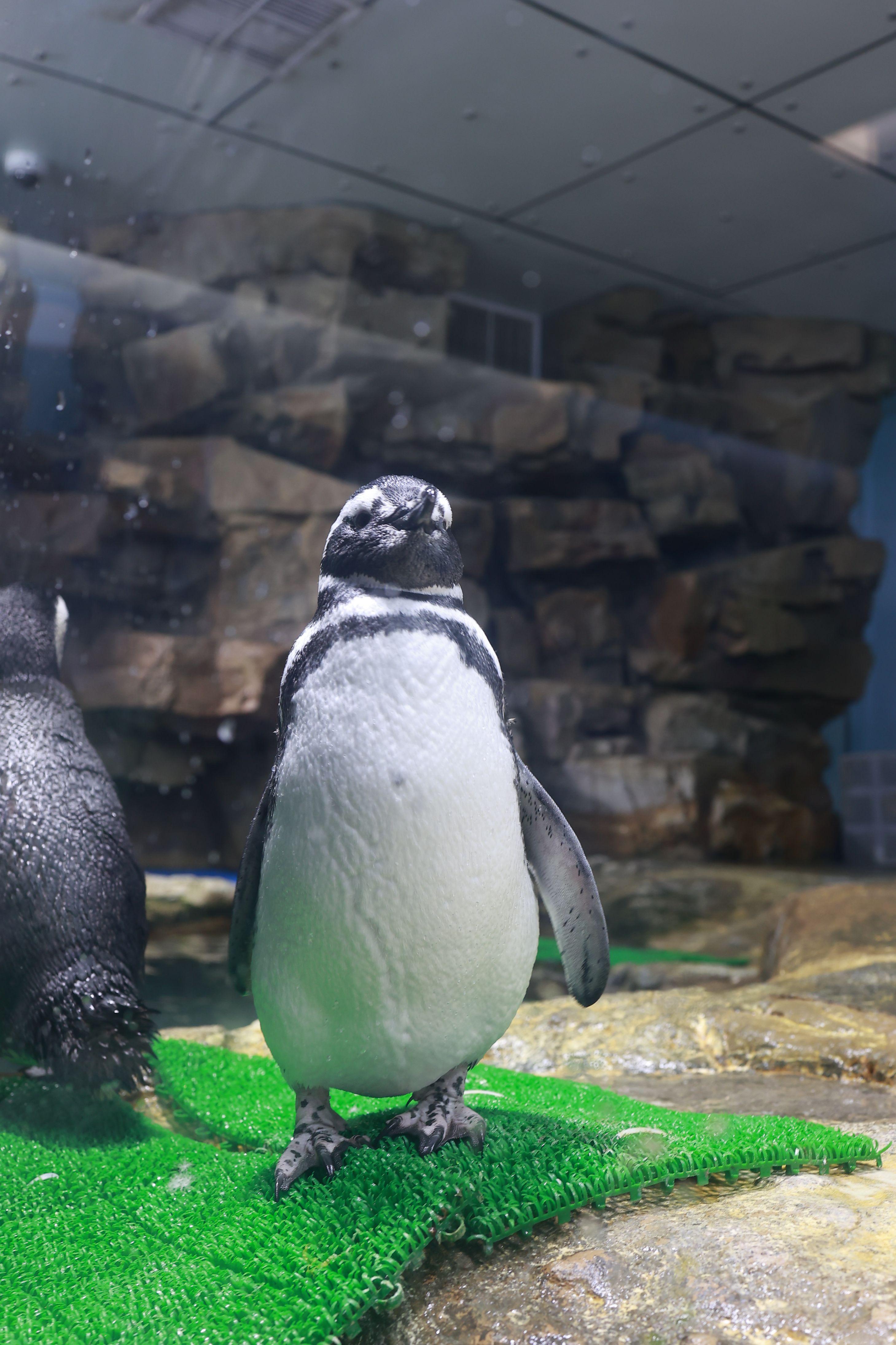 第一次在台灣亮相的麥哲倫企鵝。