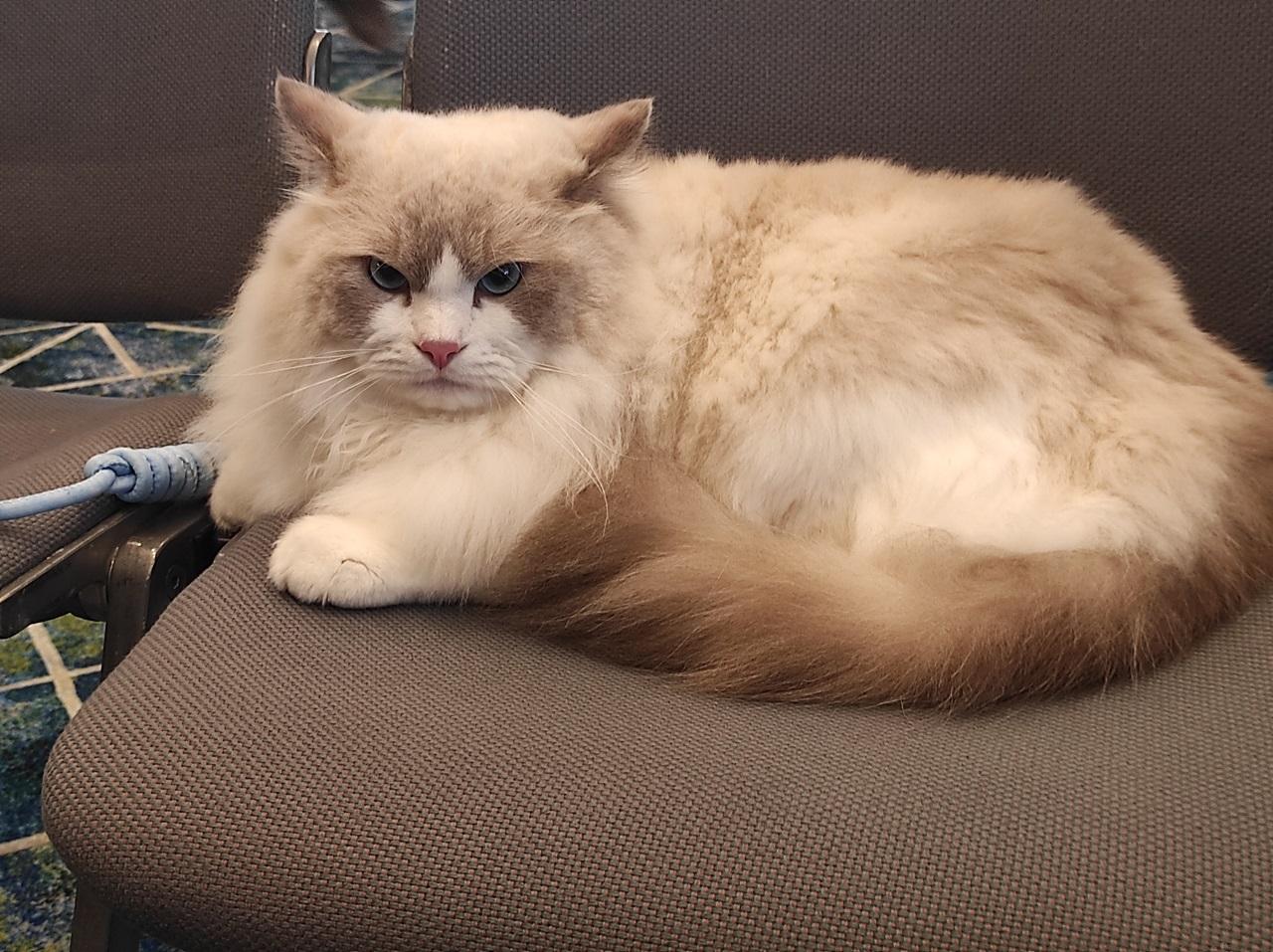 首屆貓迷博覽會月底會展舉行 調查︰港人最愛是家貓?(附大量貓相)