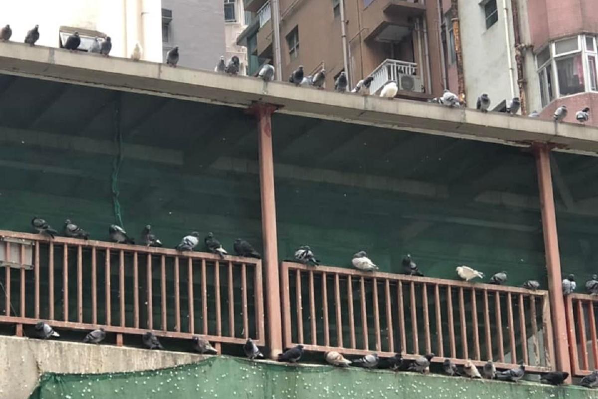英皇道近糖水道的行人天橋以往不時有野鴿聚集。(網民Connie Lau@FB群組「北角有樂」)