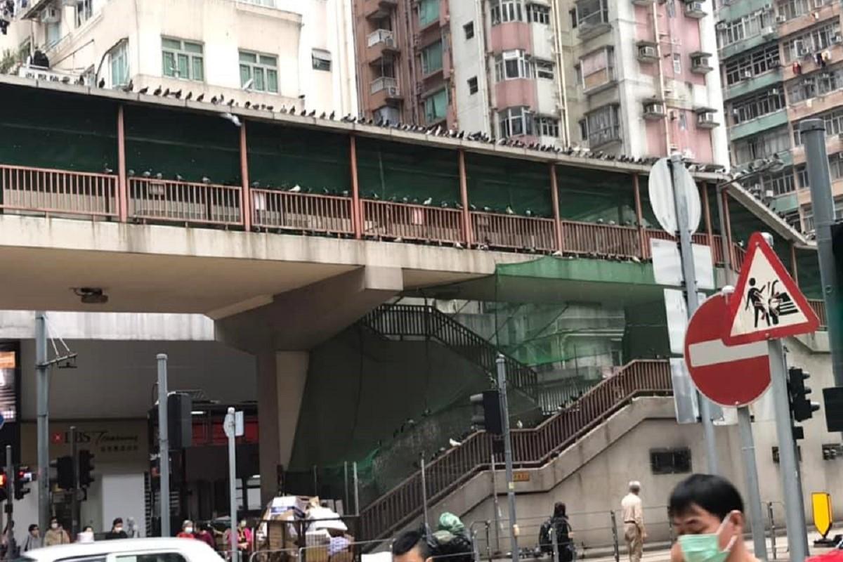 英皇道近糖水道的行人天橋以往不時有野鴿聚集。(網民Zorozoro Wong@FB群組「北角有樂」)