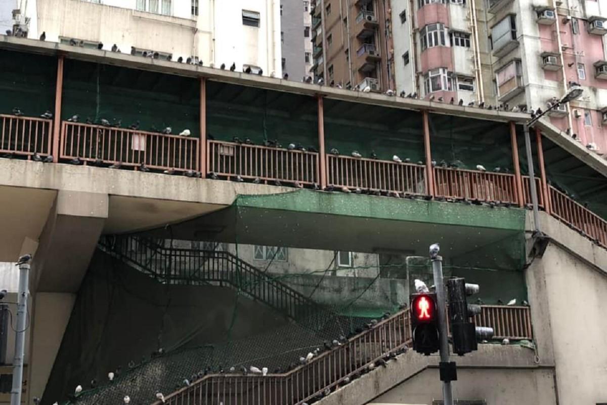 英皇道近糖水道的行人天橋以往不時有野鴿聚集。(網民Connie Lau@FB群組「北角有樂」)