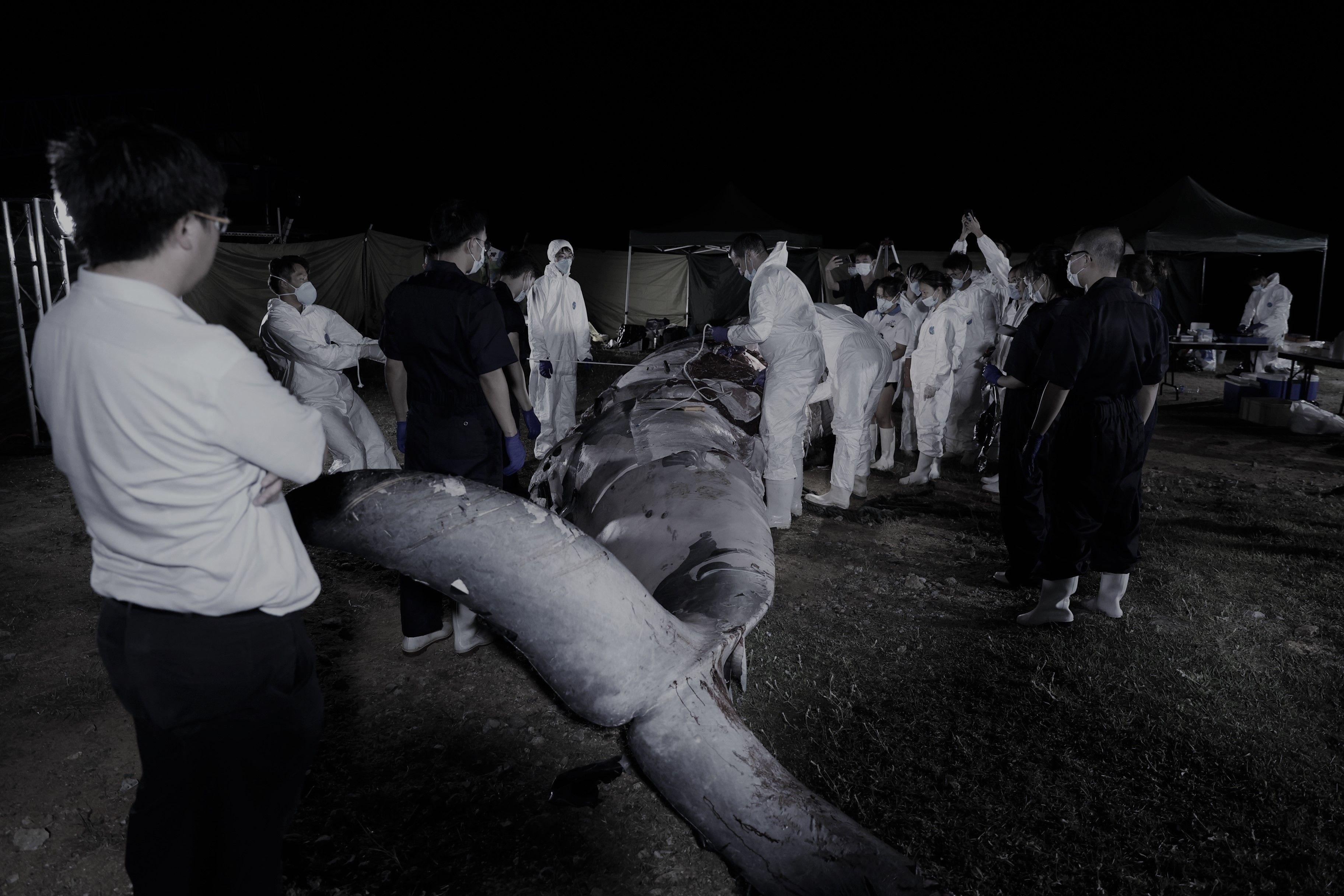 海洋公園初步已完成在港水域死亡的布氏鯨解剖工作。(資料圖片)