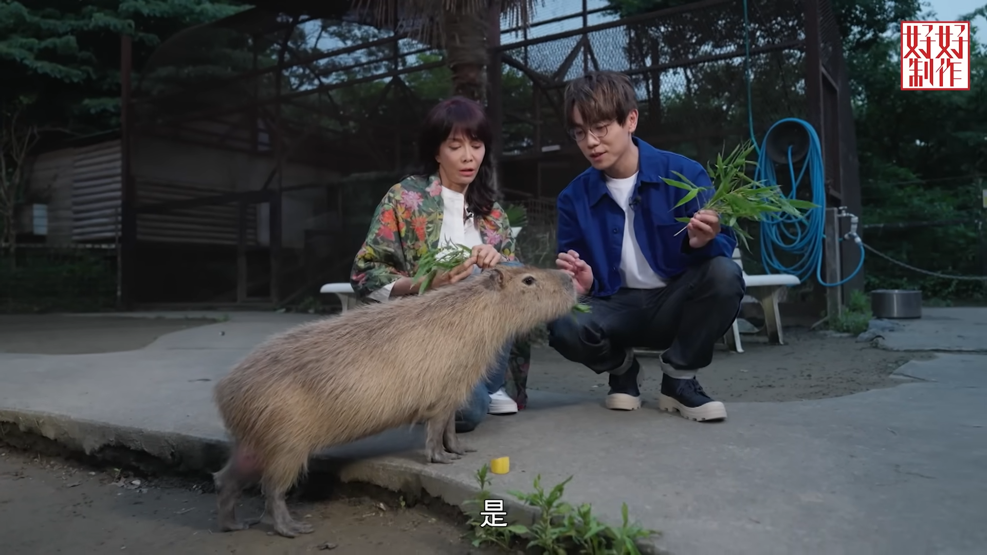 在節目中Do姐和林家謙更嘗試餵食水豚,場面超有愛!