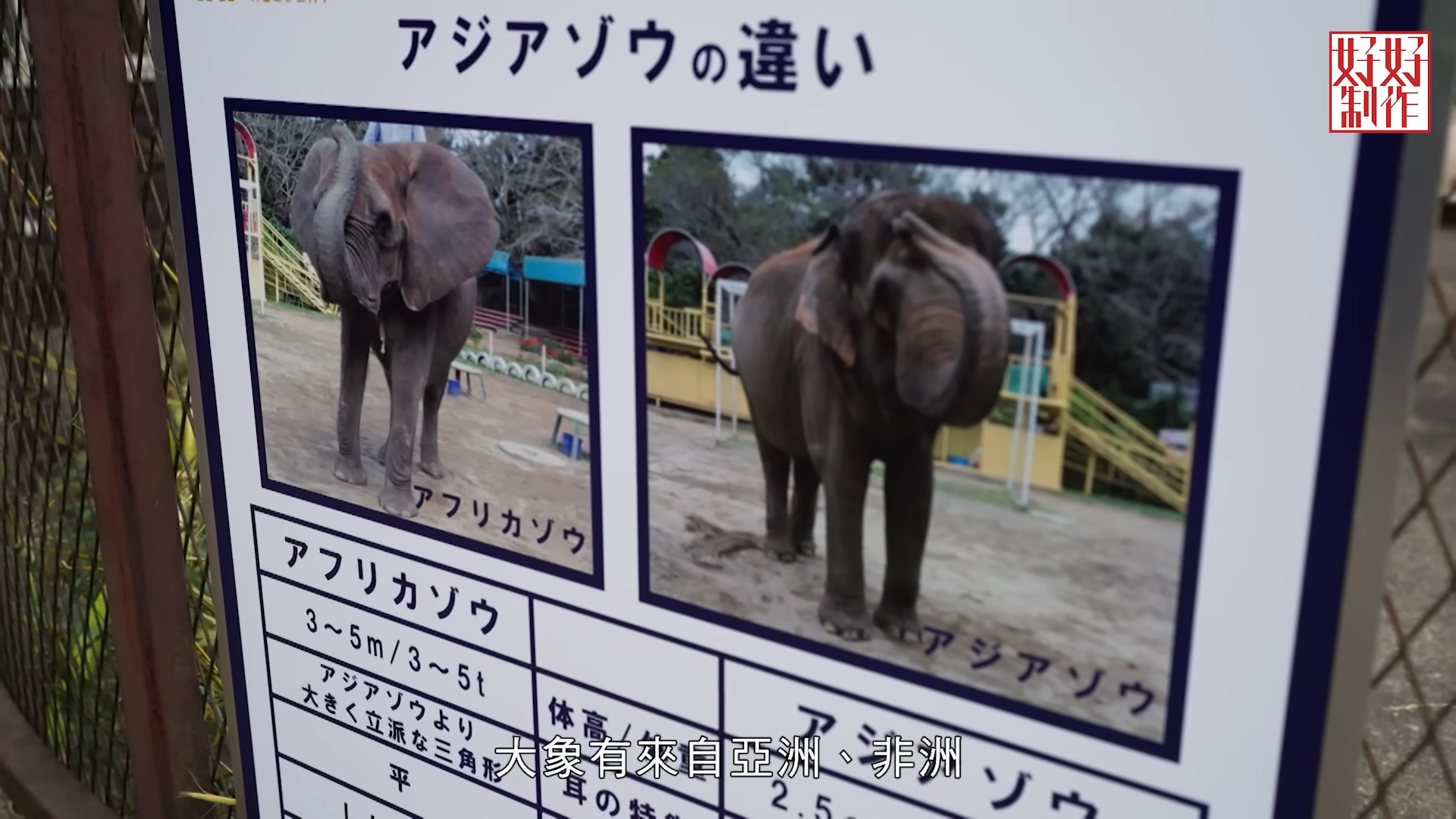 「市原象之國動物園」是日本擁有最多大象的動物園