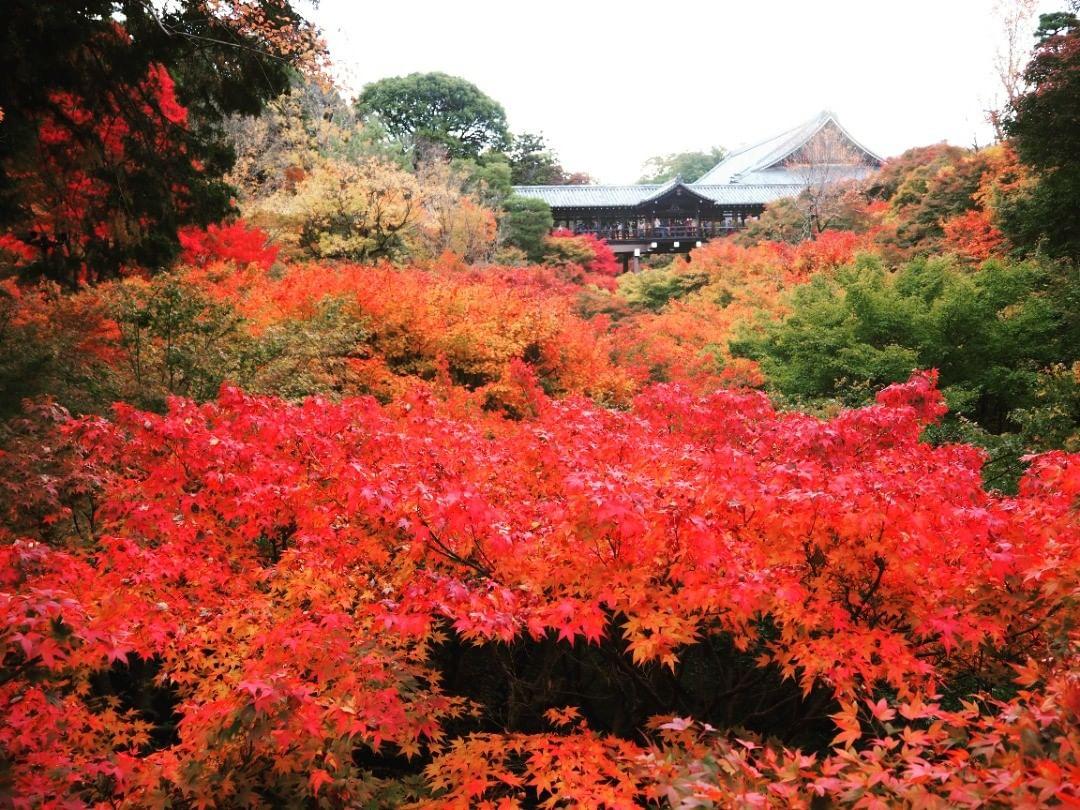 京都| 東福寺|紅葉期:11月下旬|地址:京都市東山区本町15丁目778 (圖片來源:IG@tofukuji_zen_temple)