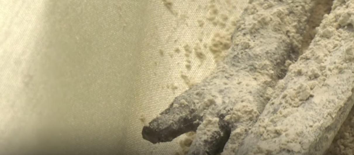 墨西哥國立自治大學對樣本做過放射性碳定年法分析,估計其有1,000年歷史。(互聯網)