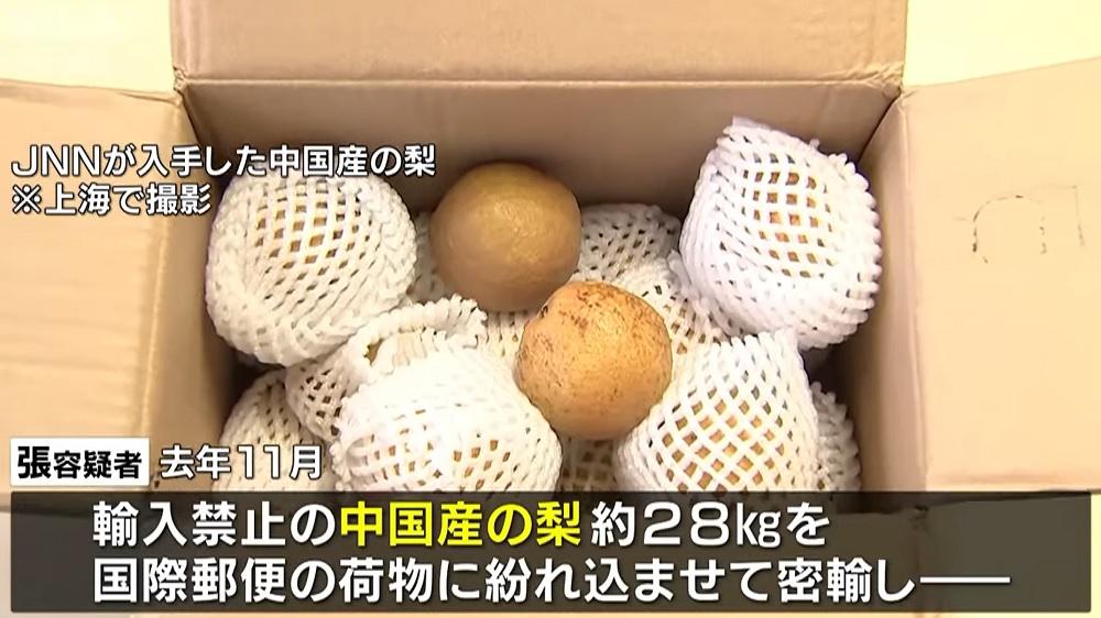 中國女子偷運中國梨到日本。(影片截圖)