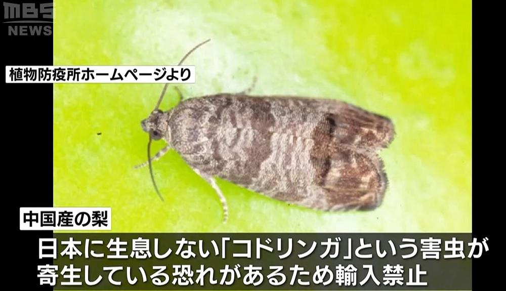 蘋果蠹蛾。(影片截圖)