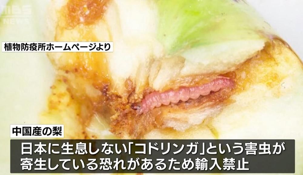 蘋果蠹蛾的幼蟲蛀食果實。(影片截圖)