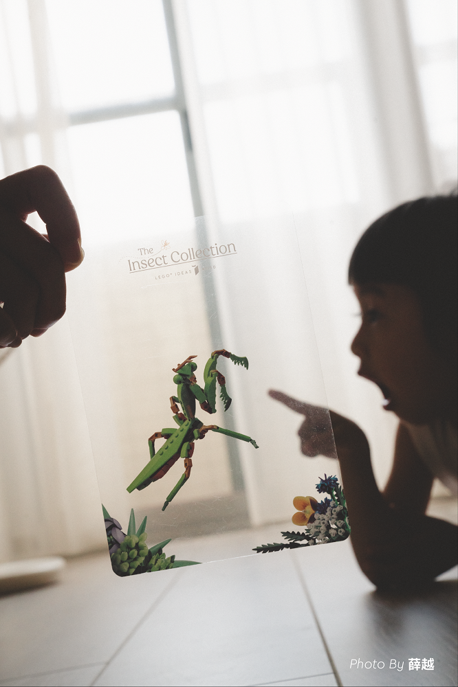 樂高昆蟲透明片