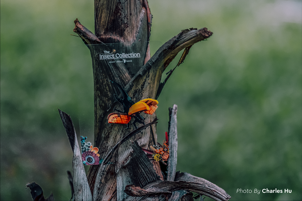 樂高昆蟲透明片