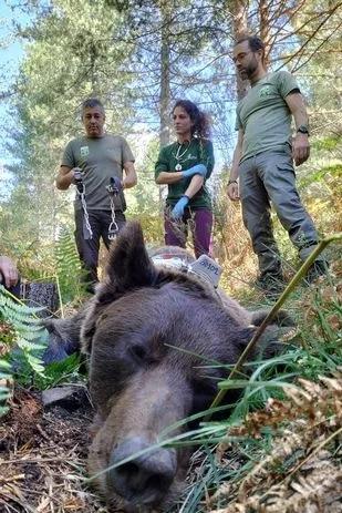 獸醫給棕熊注射麻醉藥,再幫牠解困。(互聯網)
