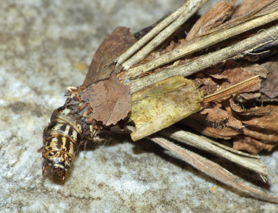 箱蛾幼蟲。(互聯網)