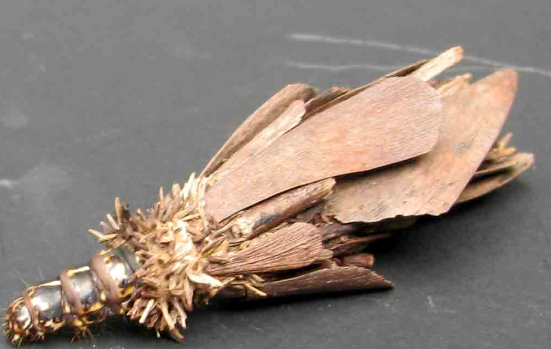 箱蛾幼蟲。(互聯網)