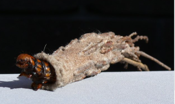 箱蛾幼蟲。(互聯網)