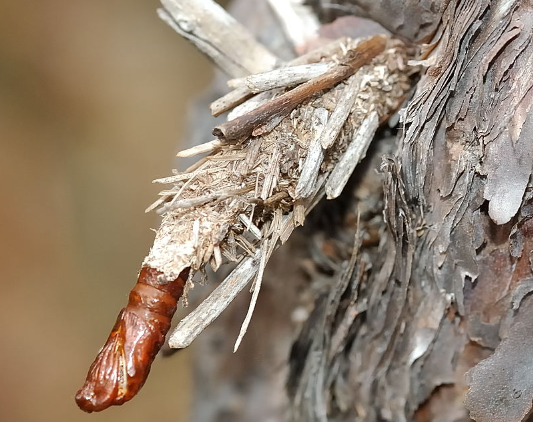 箱蛾幼蟲。(互聯網)