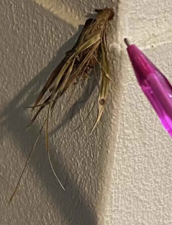 男子發現家門外牆上有棵草,原來是箱蛾幼蟲。(互聯網)