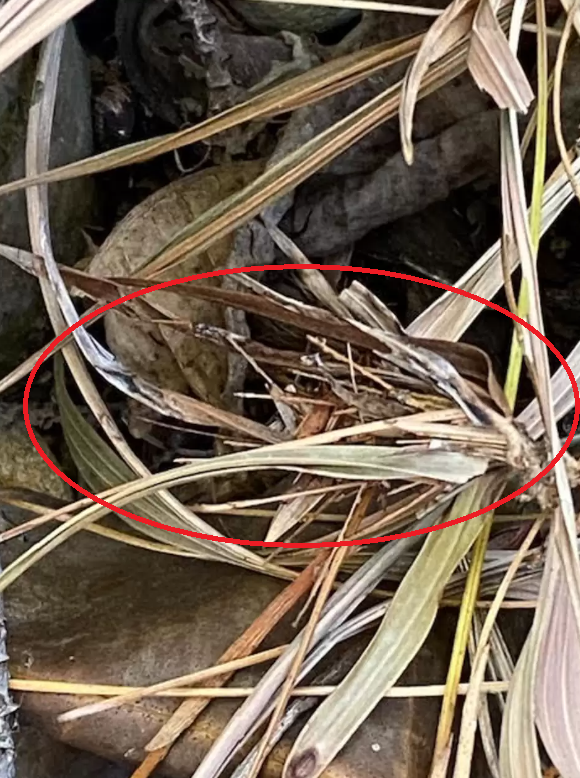 男子發現家門外牆上有棵草,原來是箱蛾幼蟲,之後把它放到花園。(互聯網)