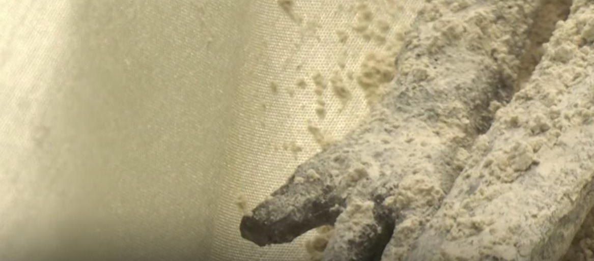 外星人遺骸|墨西哥國會日前公開兩具「非人類遺骸」,被指是外星人。(互聯網)