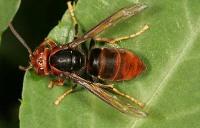 新北市動保處認定虎頭蜂是螫死登山客的凶手。(資料圖片)
