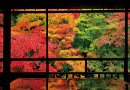 京都|琉璃光院|紅葉期:11月下旬|地址:京都市左京區上高野東山55番地 (圖片來源:IG@rurikoin)