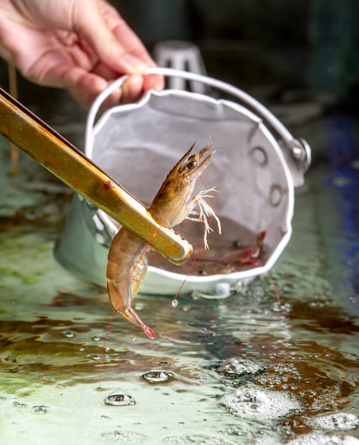 流水蝦放題每日下午五時至十二時供應。