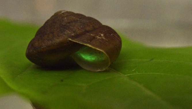 日本有科學家在泰國發現5種發光蝸牛。(互聯網)