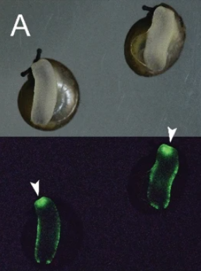日本有科學家在泰國發現5種發光蝸牛。(互聯網)