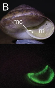 日本有科學家在泰國發現5種發光蝸牛。(互聯網)