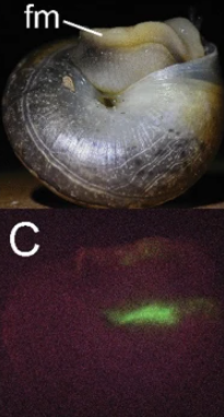 日本有科學家在泰國發現5種發光蝸牛。(互聯網)