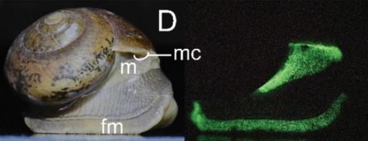 日本有科學家在泰國發現5種發光蝸牛。(互聯網)
