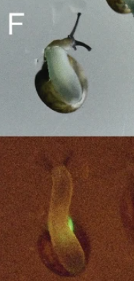 日本有科學家在泰國發現5種發光蝸牛。(互聯網)