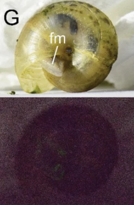 日本有科學家在泰國發現5種發光蝸牛。(互聯網)