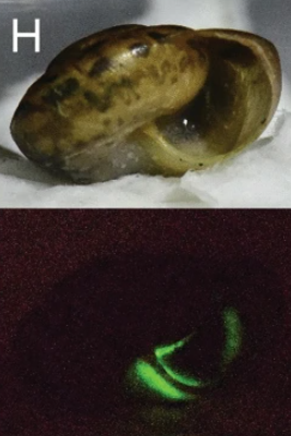 日本有科學家在泰國發現5種發光蝸牛。(互聯網)