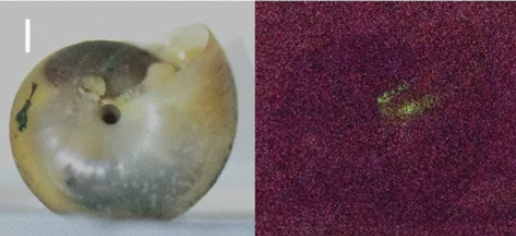 日本有科學家在泰國發現5種發光蝸牛。(互聯網)