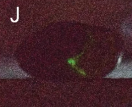 日本有科學家在泰國發現5種發光蝸牛。(互聯網)