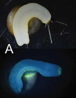 日本有科學家在泰國發現5種發光蝸牛。(互聯網)