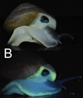 日本有科學家在泰國發現5種發光蝸牛。(互聯網)