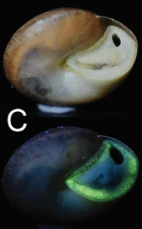 日本有科學家在泰國發現5種發光蝸牛。(互聯網)