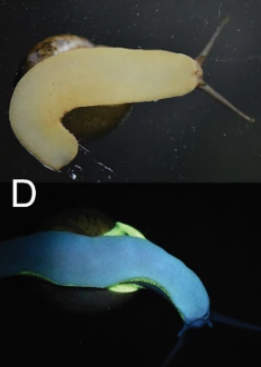 日本有科學家在泰國發現5種發光蝸牛。(互聯網)