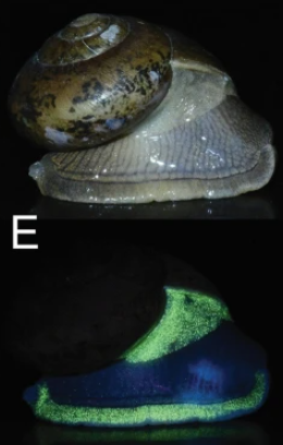 日本有科學家在泰國發現5種發光蝸牛。(互聯網)