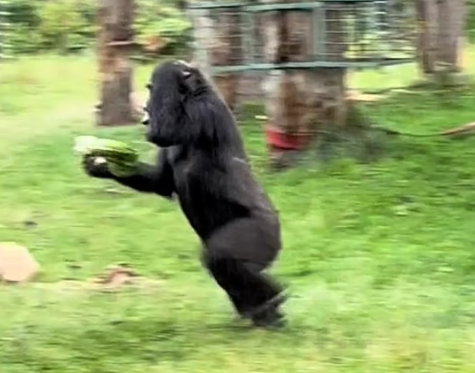 兩隻猩猩避下過程,令網民發笑。(互聯網)
