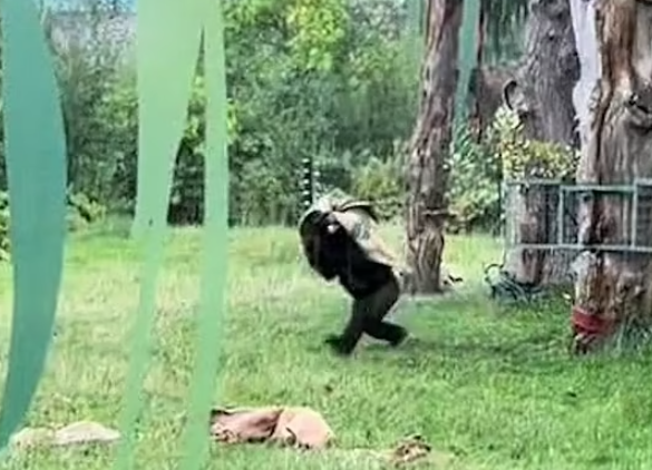 兩隻猩猩避下過程,令網民發笑。(互聯網)