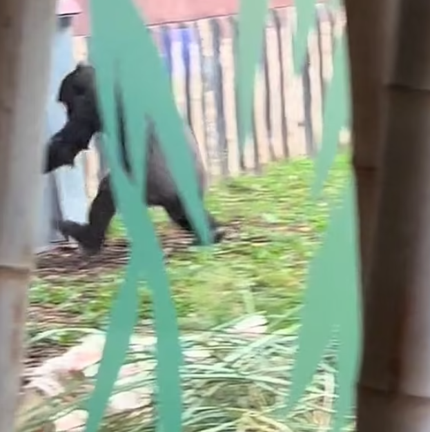 兩隻猩猩避下過程,令網民發笑。(互聯網)