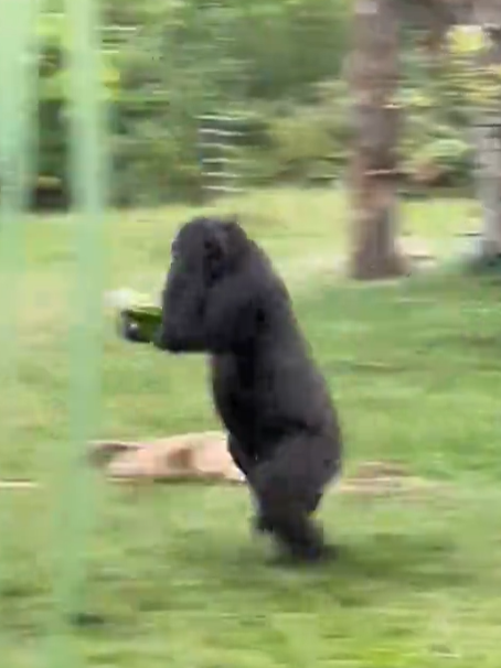 兩隻猩猩避下過程,令網民發笑。(互聯網)