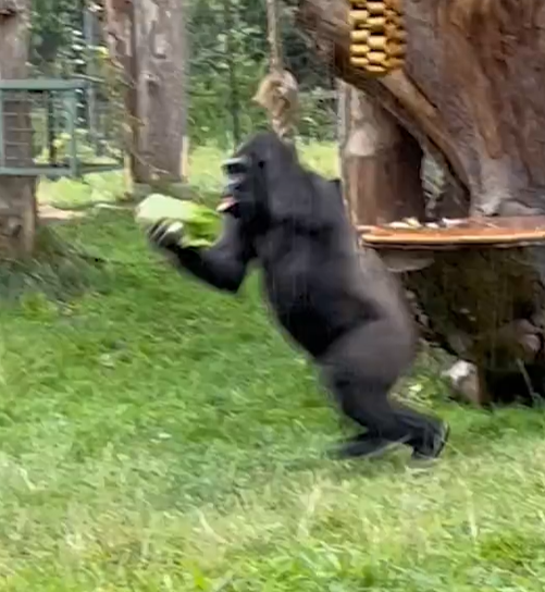 兩隻猩猩避下過程,令網民發笑。(互聯網)