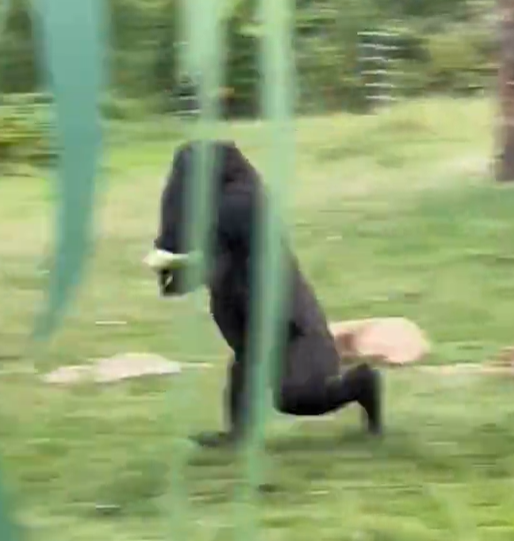 兩隻猩猩避下過程,令網民發笑。(互聯網)