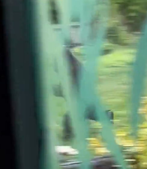 兩隻猩猩避下過程,令網民發笑。(互聯網)