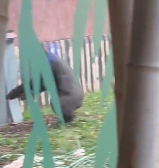 兩隻猩猩避下過程,令網民發笑。(互聯網)