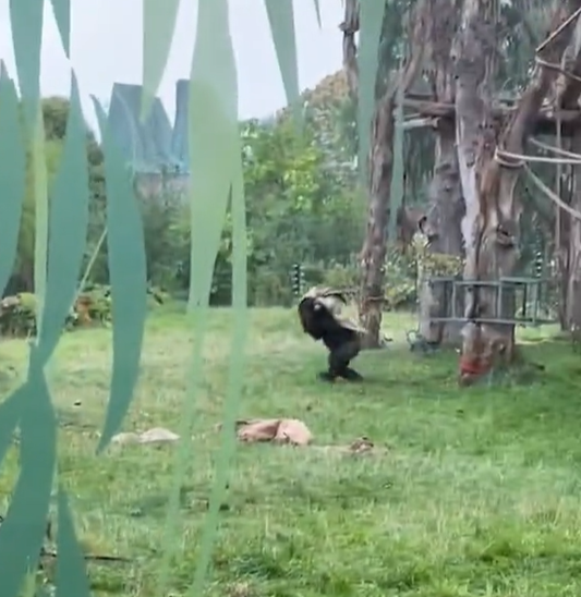 兩隻猩猩避下過程,令網民發笑。(互聯網)